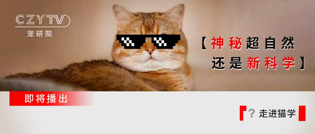 支原体感染家里有猫,猫的支原体感染会传染人吗