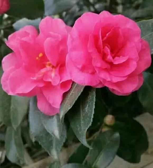 北方盆栽茶梅的种植方法,茶梅耐寒养殖方法和注意事项