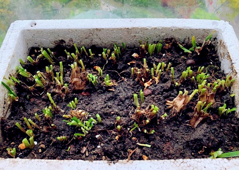 韭菜割了不长了,韭菜割也割不完