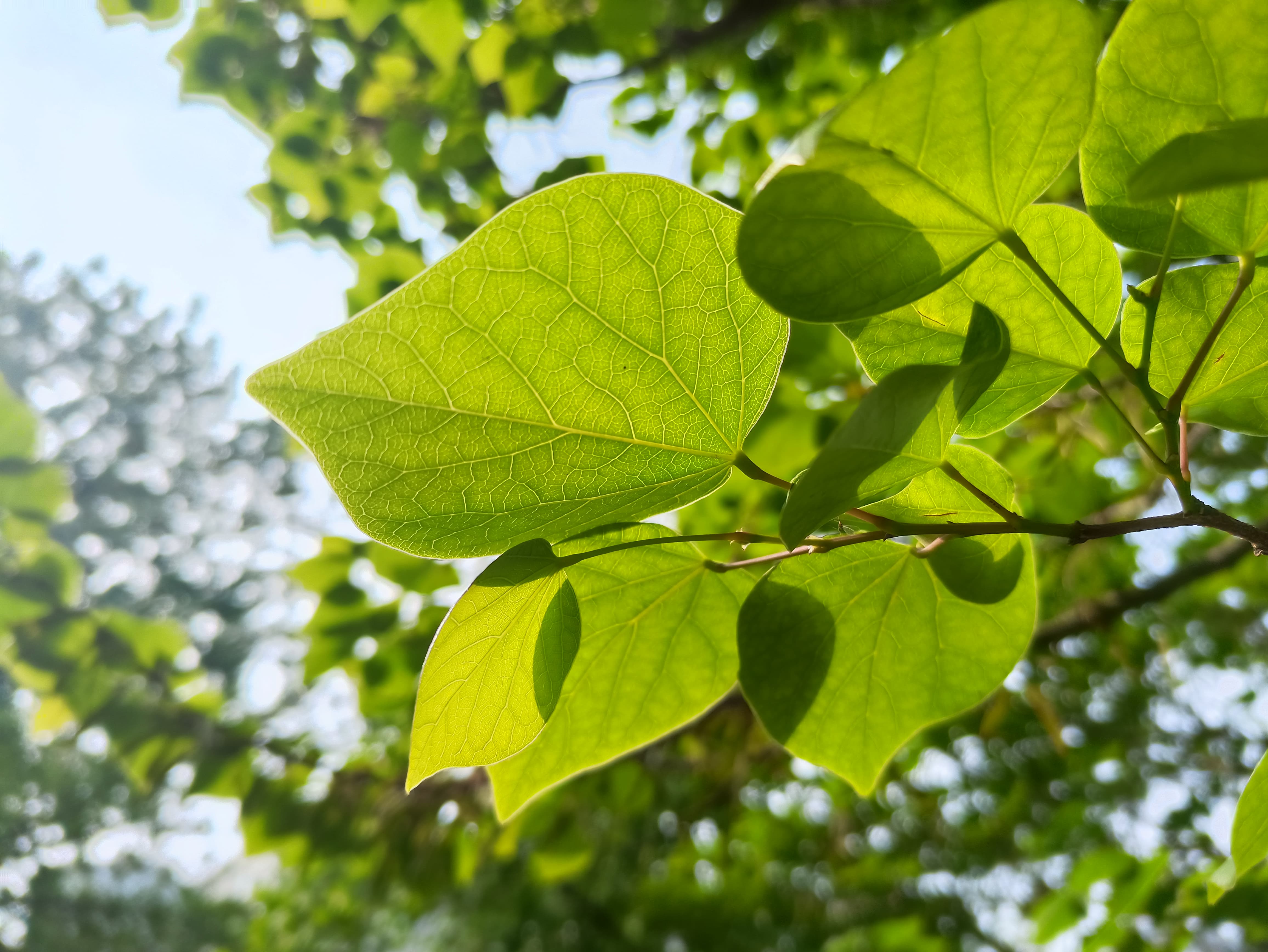 k40游戏增强版实际评价,k40游戏增强版测评是侧面指纹吗