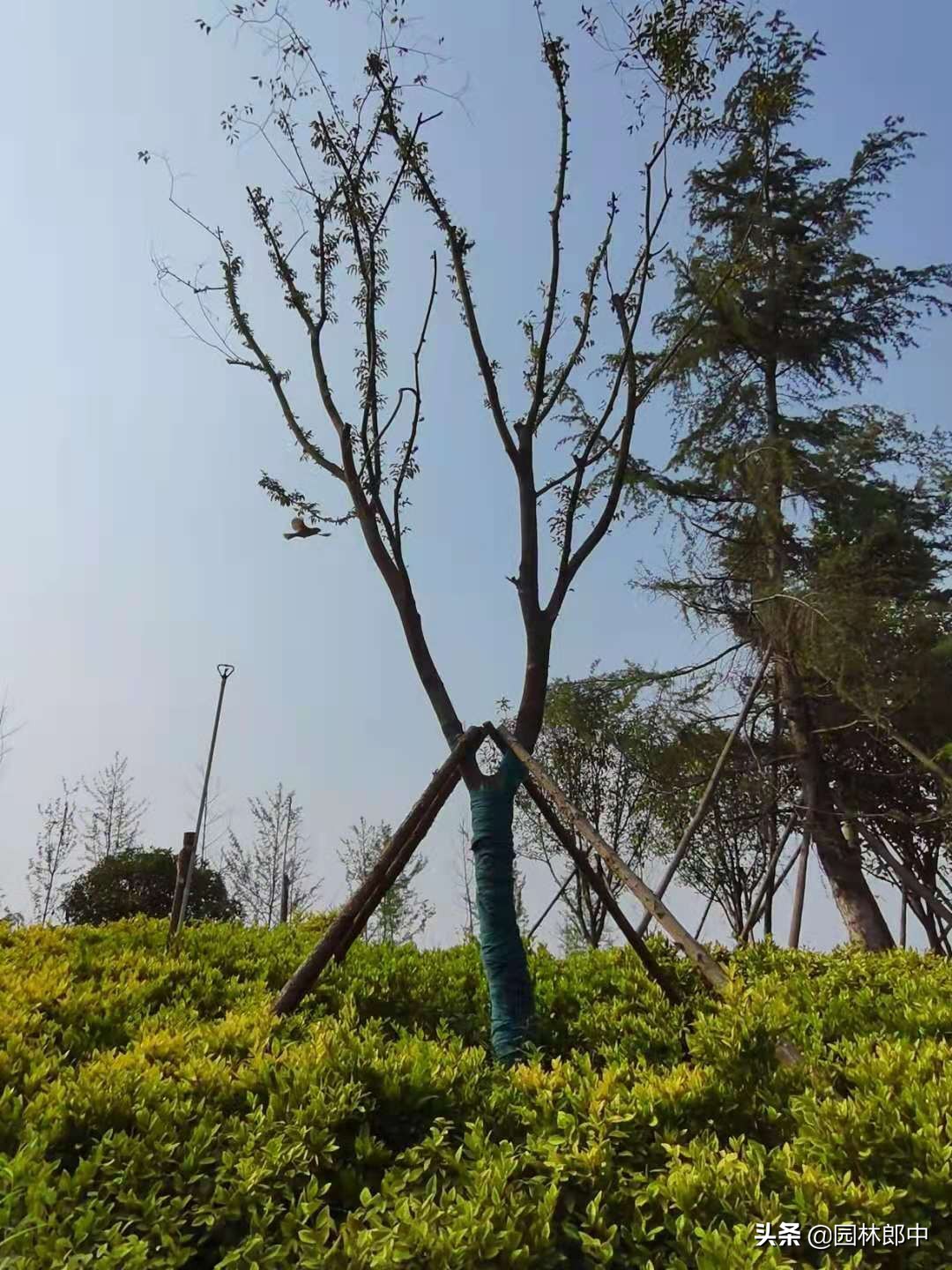 苗木回芽如何补救,苗木枯死部位如何处理