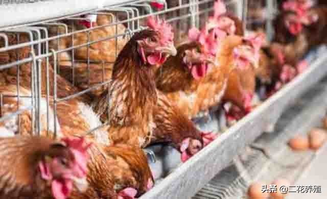 产蛋率低的原因有哪些,蛋鸡输卵管炎为什么要用中药