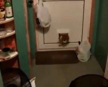 网上都在说猫是液体的，很多人猫奴也认同