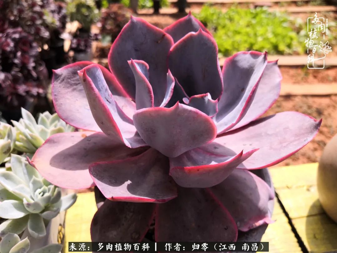 人生转个弯，在小院遇见落入凡间的多肉小精灵