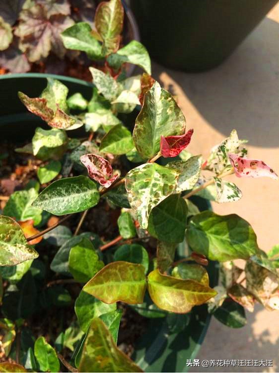 花叶络石要想叶更“花”,养护需要做好这几点,否则花叶变绿叶