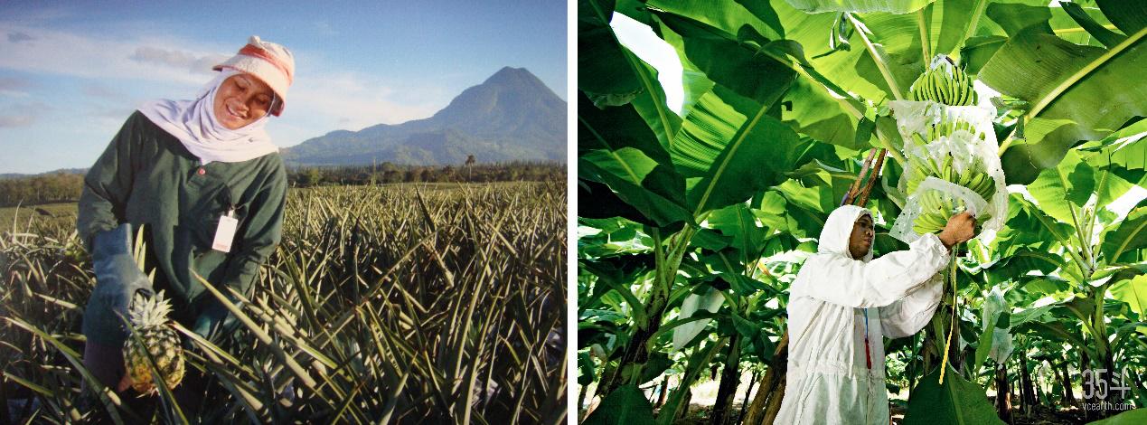 169年坚守与探索,都乐如何成为新鲜果蔬代名词