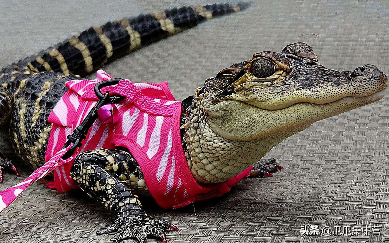 把鳄鱼当宠物养了20年每天400斤,鳄鱼当宠物炫耀