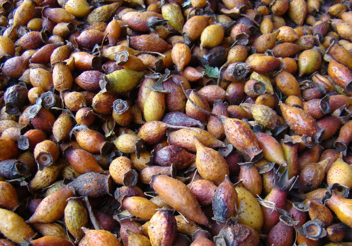 干金樱子能卖多少钱一斤,干金樱子市场价格