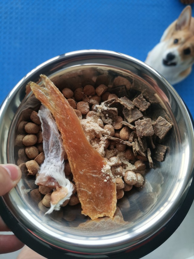 新手养狗指南养狗必备的13件用品,新手铲屎官养狗推荐