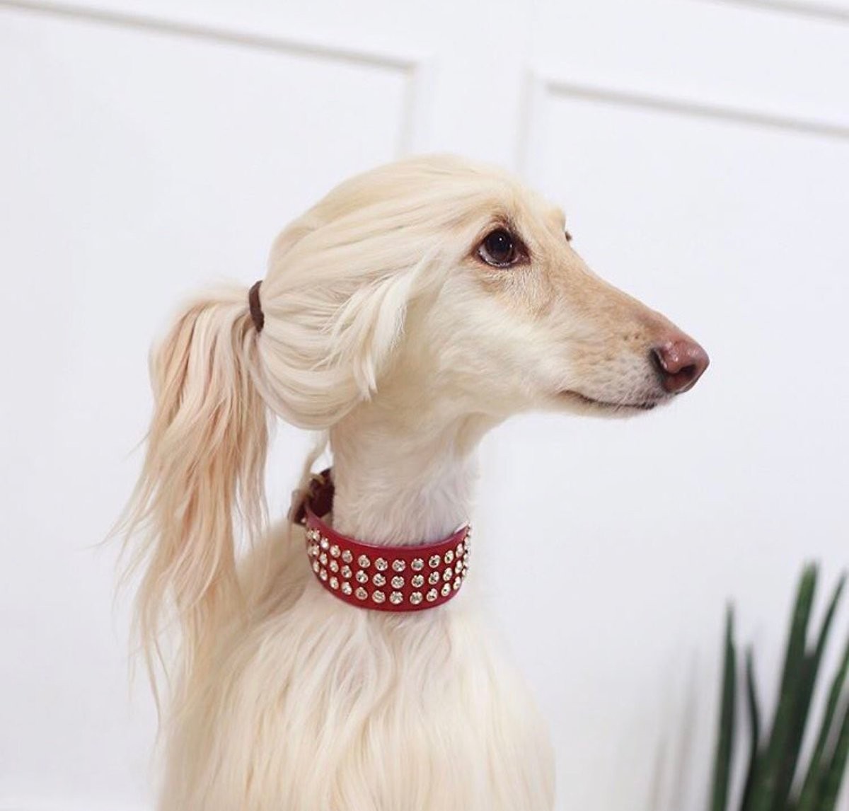 为什么中国禁养阿富汗犬,为什么禁养阿富汗犬呢