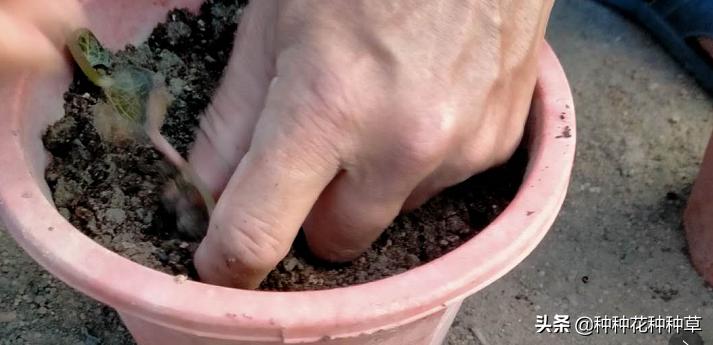 金线莲一棵怎么种,金线莲的种植一组种苗多少钱