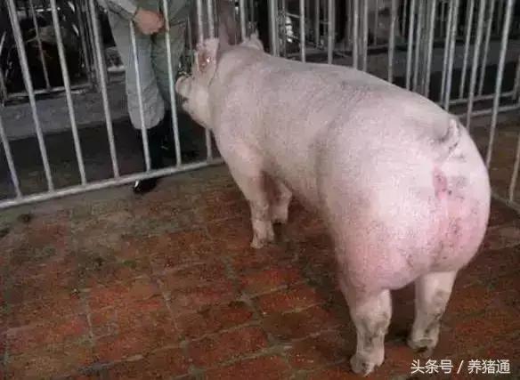 值得收藏的猪场母猪配种黄金时间表