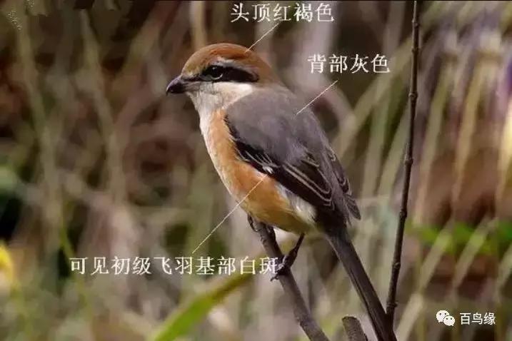 伯劳鸟饲养,没睁眼的伯劳怎样饲养