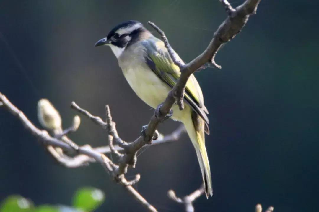 鐢熷鑺卞洯妗堜緥,鐢熷鑺卞洯