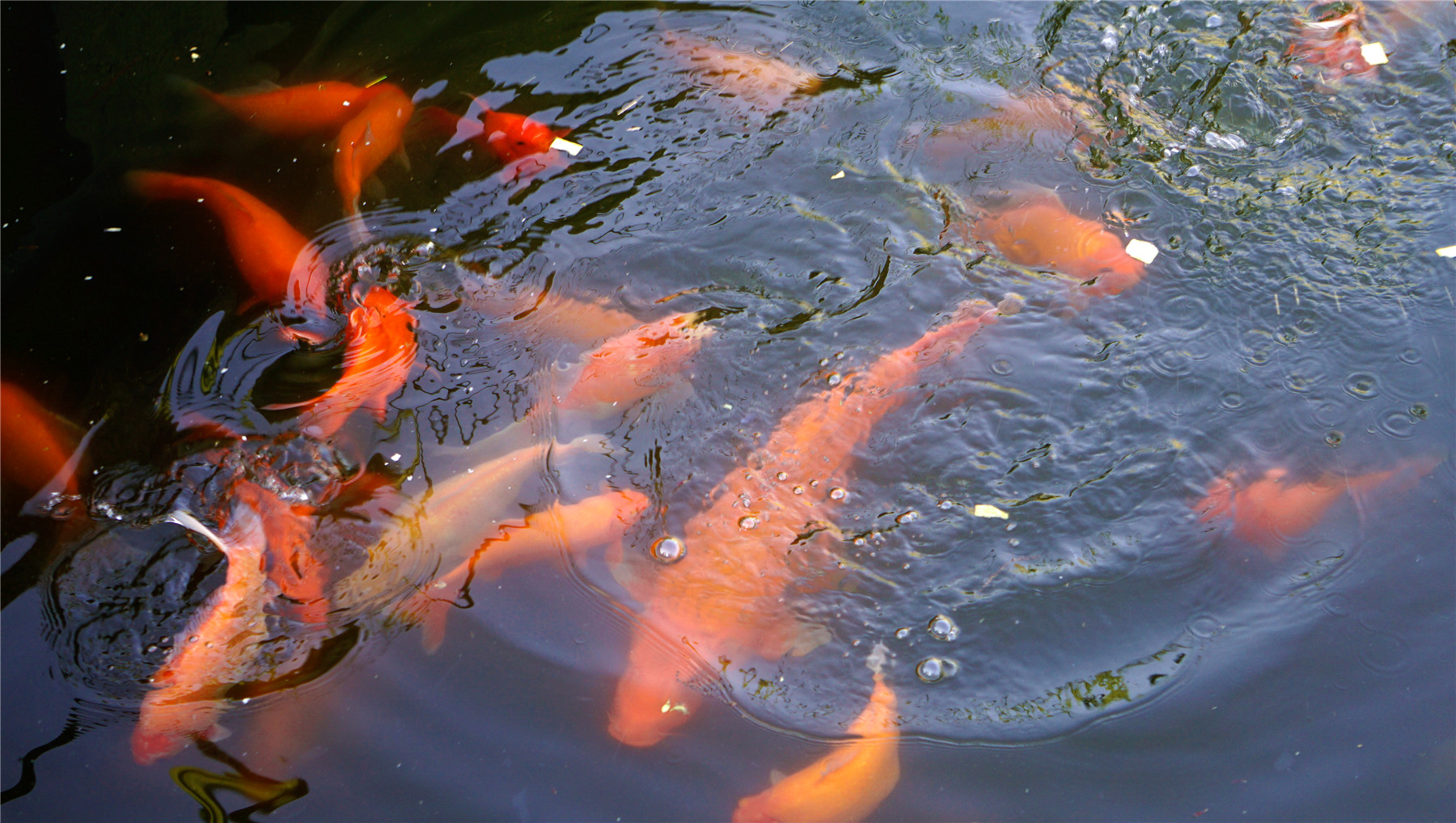 杭州西湖游玩攻略大全,杭州西湖最佳游玩攻略