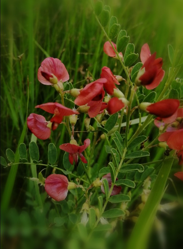 内蒙古通辽市扎鲁特旗大草原,通辽市阿古拉湿地公园