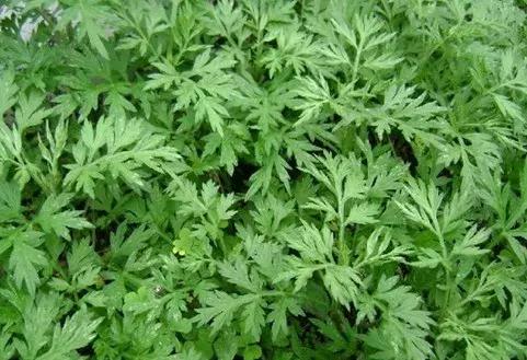 最伤肝的5种中药，每个服中药的人都要注意