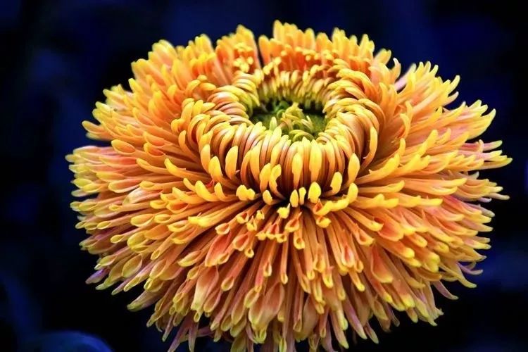 花中四君子菊花国画用笔,花中四君子菊花高清图片