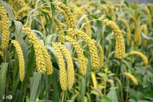 小米已经生虫了怎么处理,小米里生虫的妙招