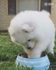 别再说笼养狗狗不好了,小恶魔萨摩耶