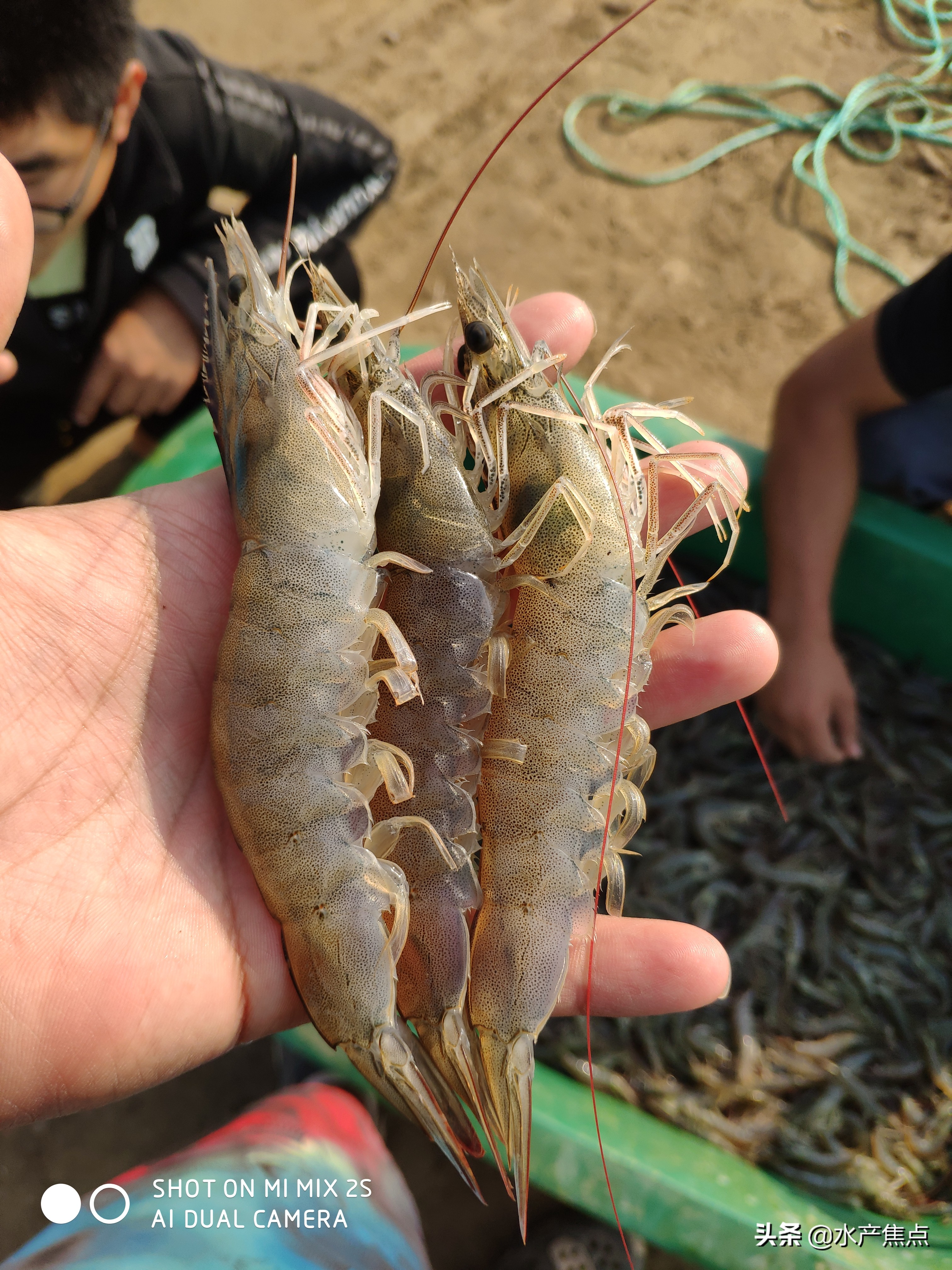 南美白对虾白便,怎样预防南美白对虾白便