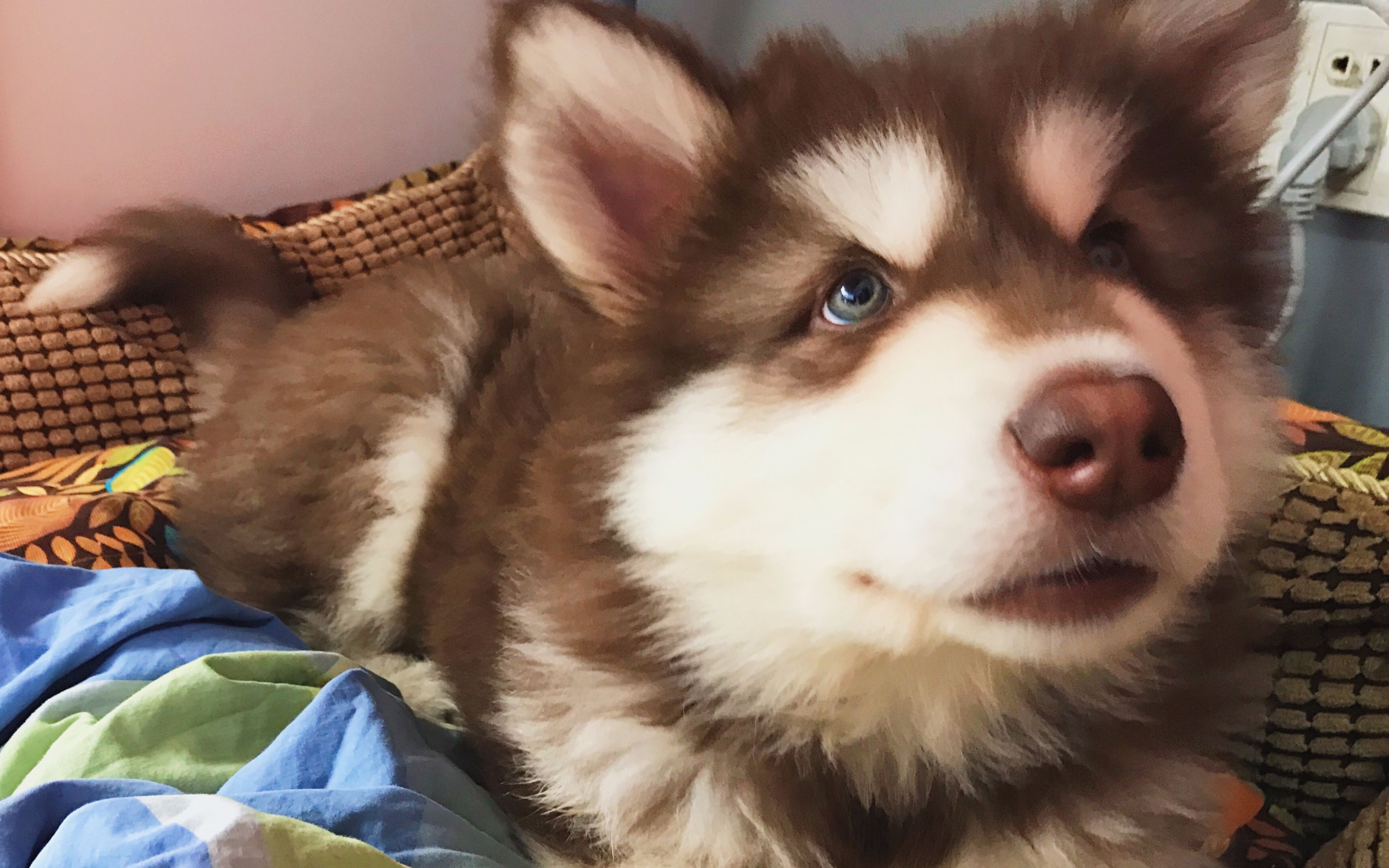 雪橇三傻之哈士奇,雪橇三傻之阿拉斯加拉车