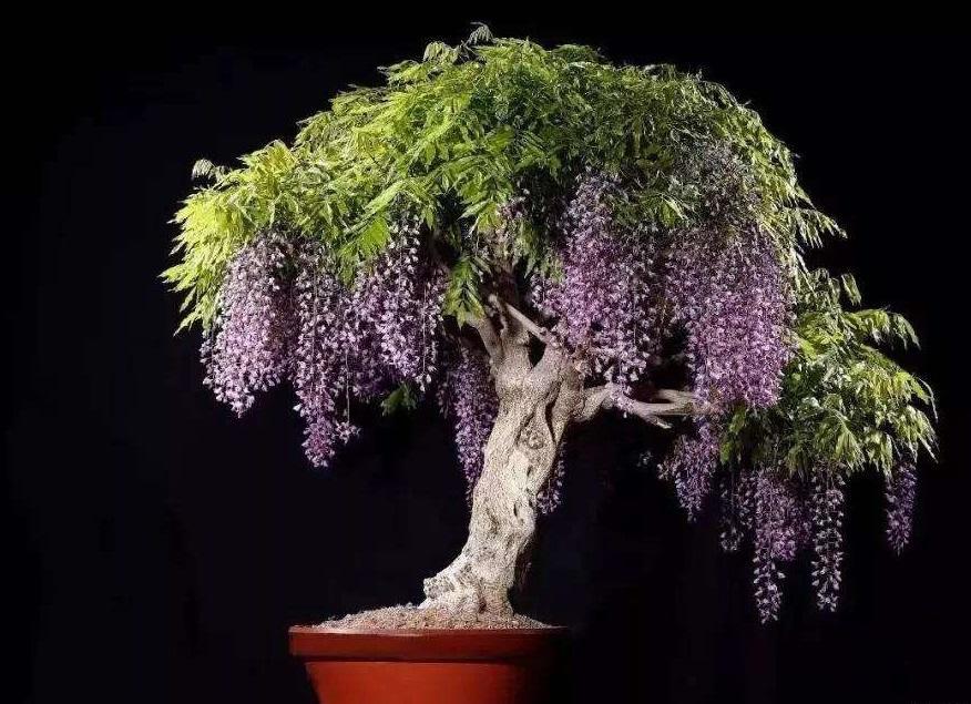 紫藤能盆栽吗怎么养,紫藤可以养花吗