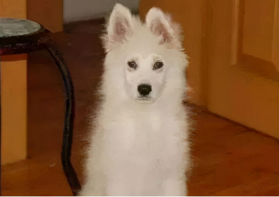 为什么狗狗局部不长毛了,狗狗迅速消瘦怎样补营养