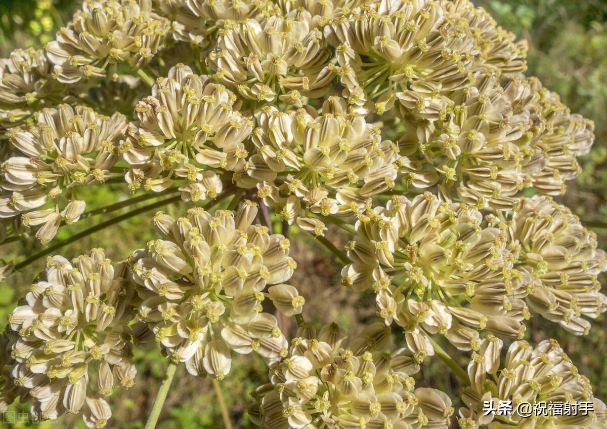 安全有效美容,最有效安全无副作用的美容方式