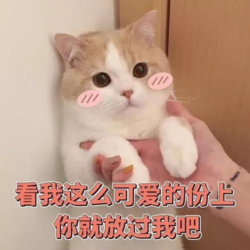 把一只小猫养大会很有感情吗,把一只小猫养大