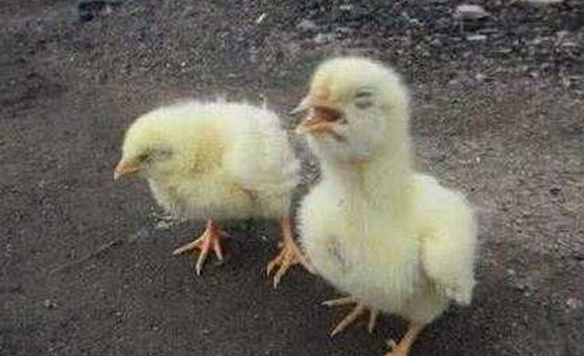 鸡眼睛睁不开是什么病?用什么药能治疗?养殖户值得一看