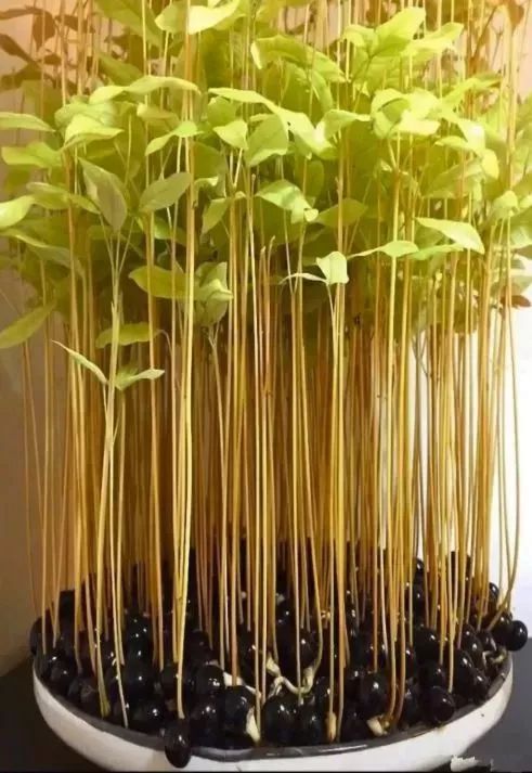 玉米棒子插水里，7天冒出小森林