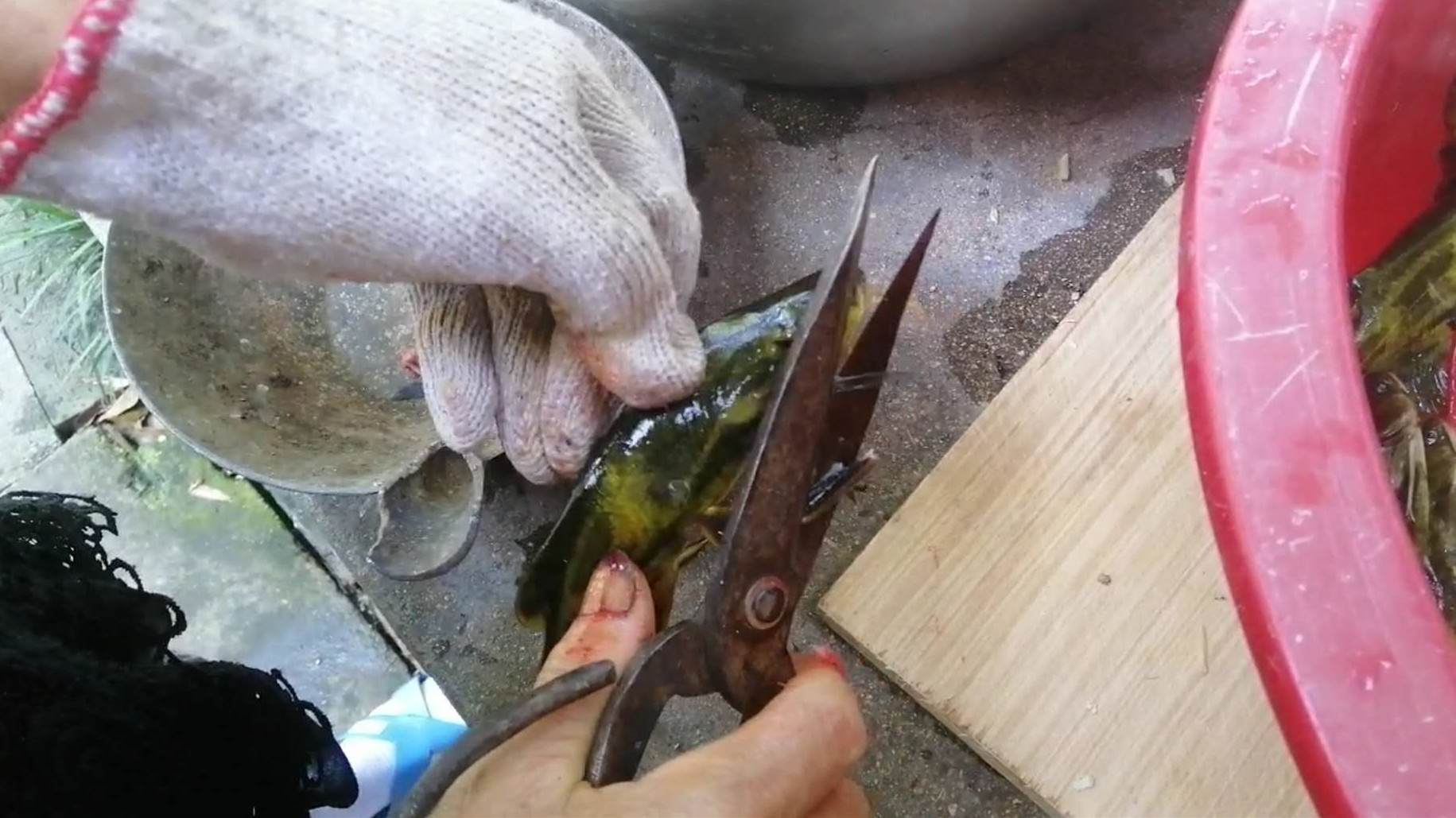 农村老爸用蚯蚓钓了一堆黄颡鱼，看他如何快速去除昂刺鱼土腥味？