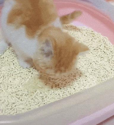 猫咪生吞维生素,猫咪生吞猫粮呕吐