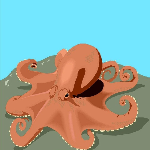 章鱼墨鱼鱿鱼区别,章鱼墨鱼鱿鱼哪个营养更高