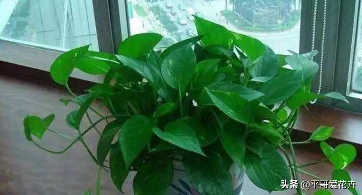 “3种花”冻伤不要扔,教你这样做,快速恢复生机,很有观赏性