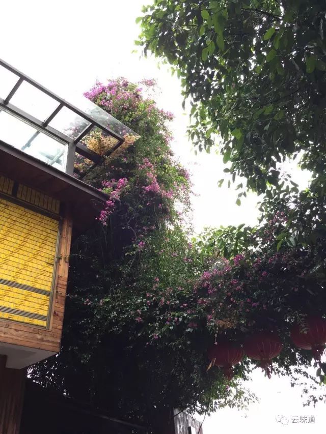 18万冰岛普洱茶,冰岛18年茶价格