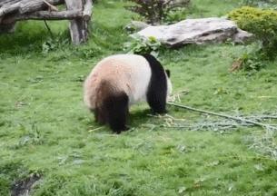大熊猫吃竹子为什么这么细嚼慢咽,关于大熊猫吃竹子的动作
