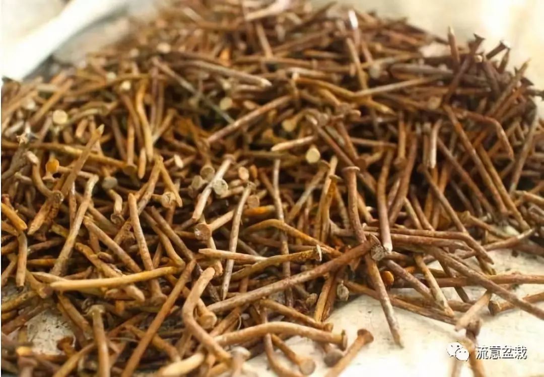 富贵竹叶子发黄怎么救还没有生根,平安竹叶子发黄干枯怎么补救