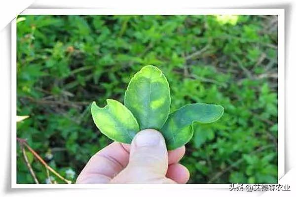 柑橘病虫害识别软件,天天学农柑橘病虫害