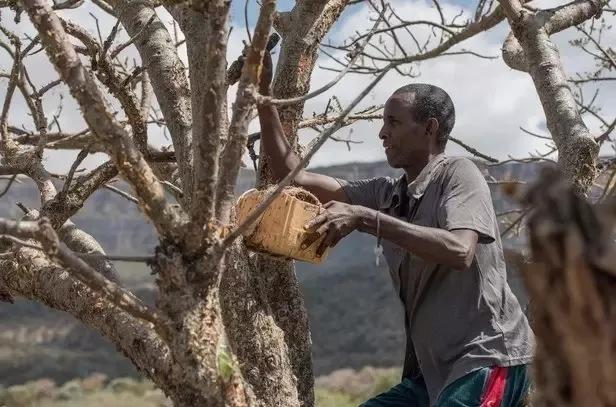 乳香，用千年不腐的决心治愈肌肤