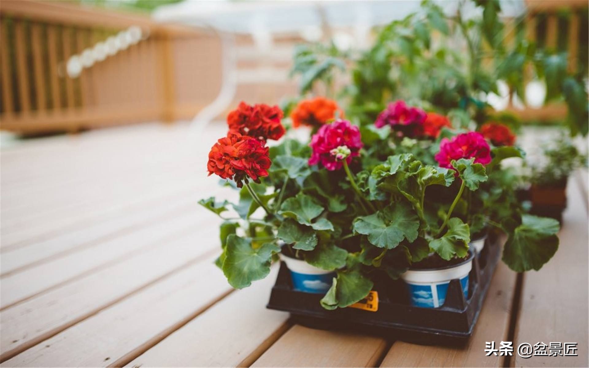 花店养花步骤和技巧图片,花店老板养花绝招