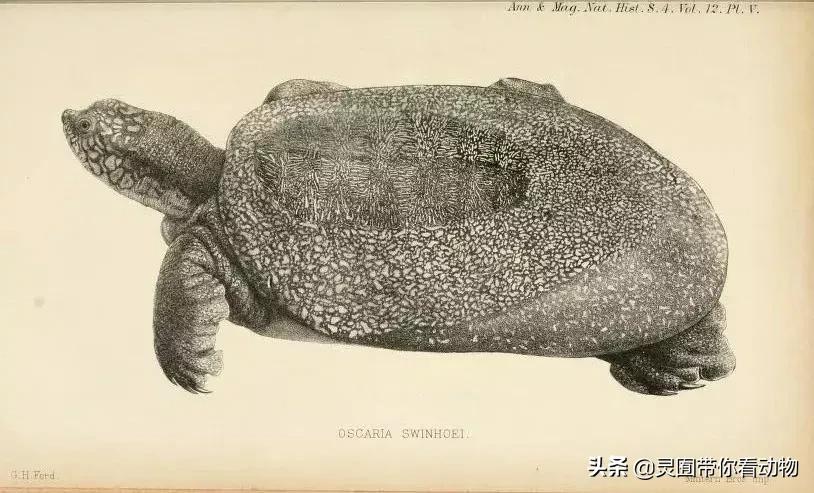 斑鳖即将灭绝人工克隆,全球仅剩3只斑鳖