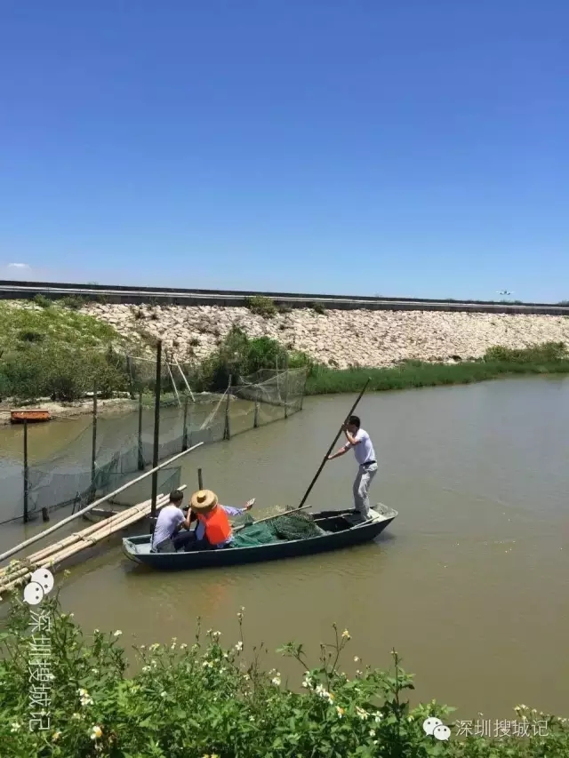 深圳福永黄油蟹做法,深圳正宗黄油蟹