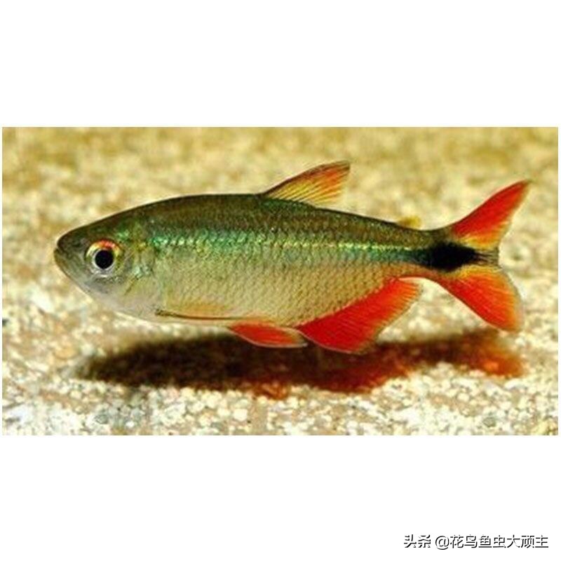 娉ㄦ剰浜嗗缓璁仠姝㈠悆杩欏叚绉嶉奔,娉ㄦ剰浜嗚繖9绉嶉奔浣犵粷瀵逛笉鑳藉悆