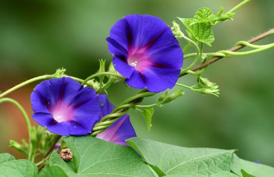 三种最旺家的阳台爬藤花,家里种什么爬藤花好看