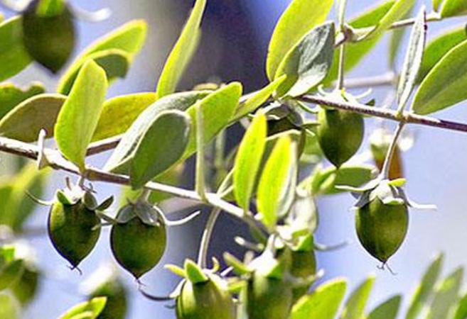 用精油手工皂洗脸的好处,什么手工皂洗脸比较好