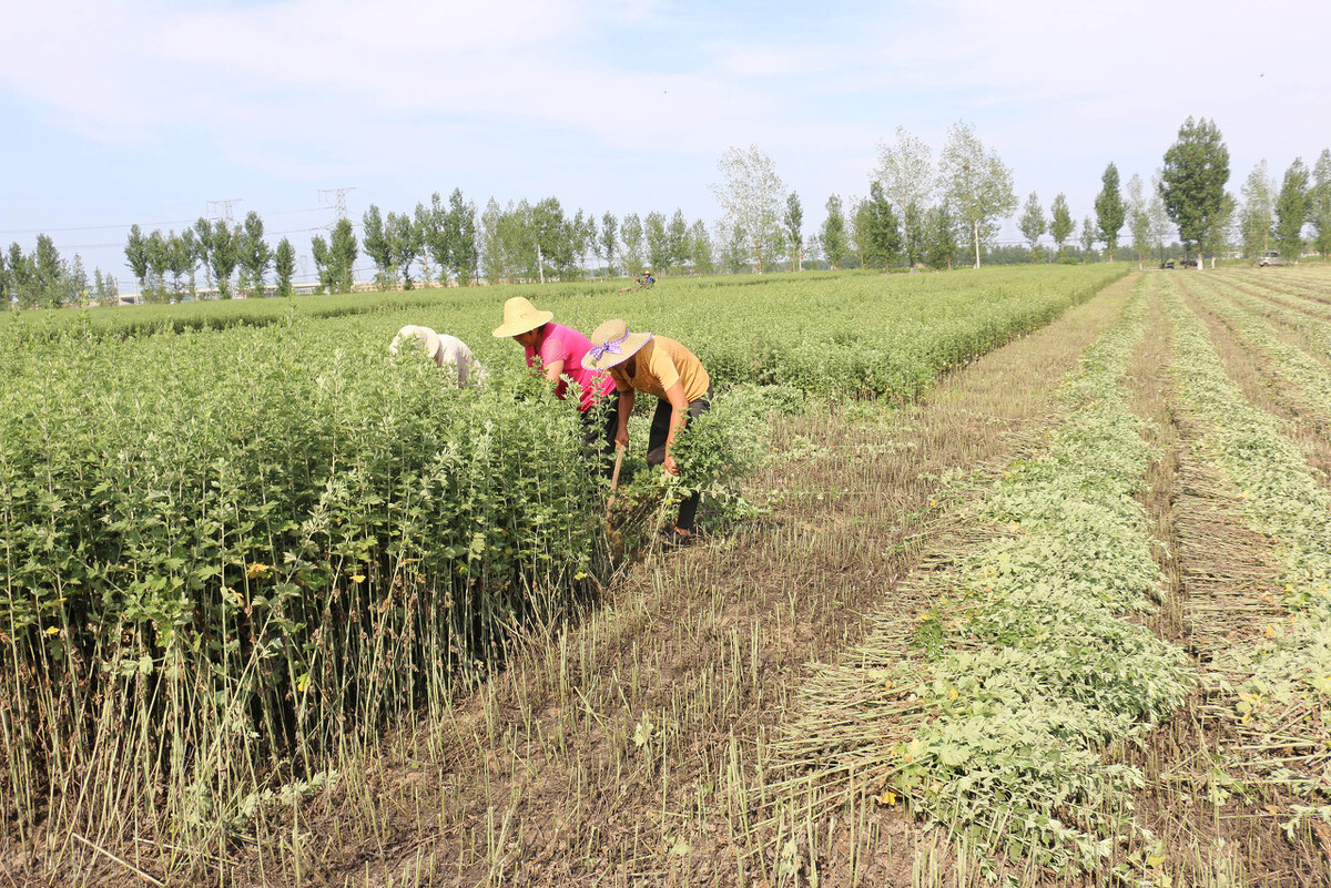 端午节割艾有什么讲究,端午节挂艾的讲究