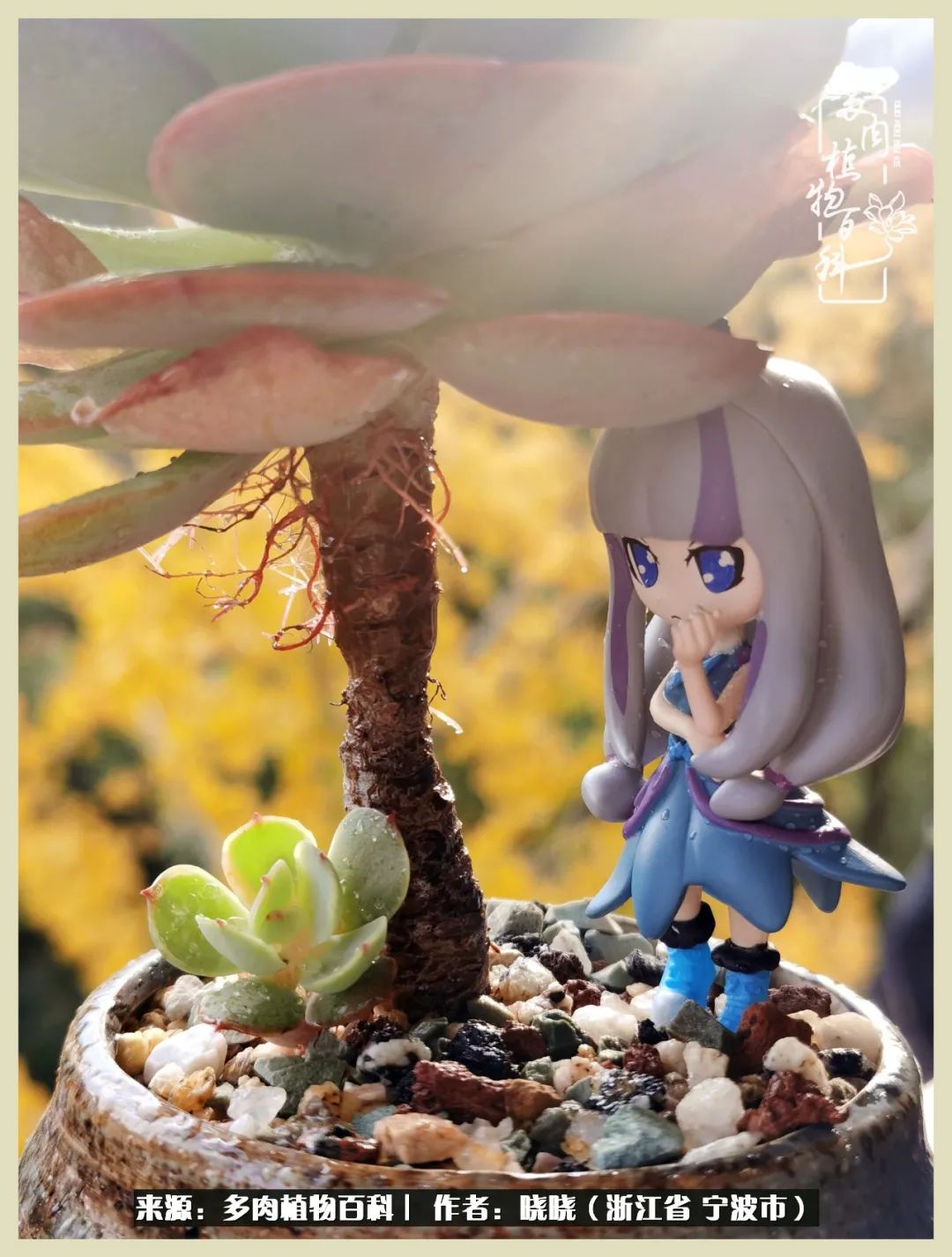 对多肉的热爱深入骨髓,当激情退却希望你依然保持热爱