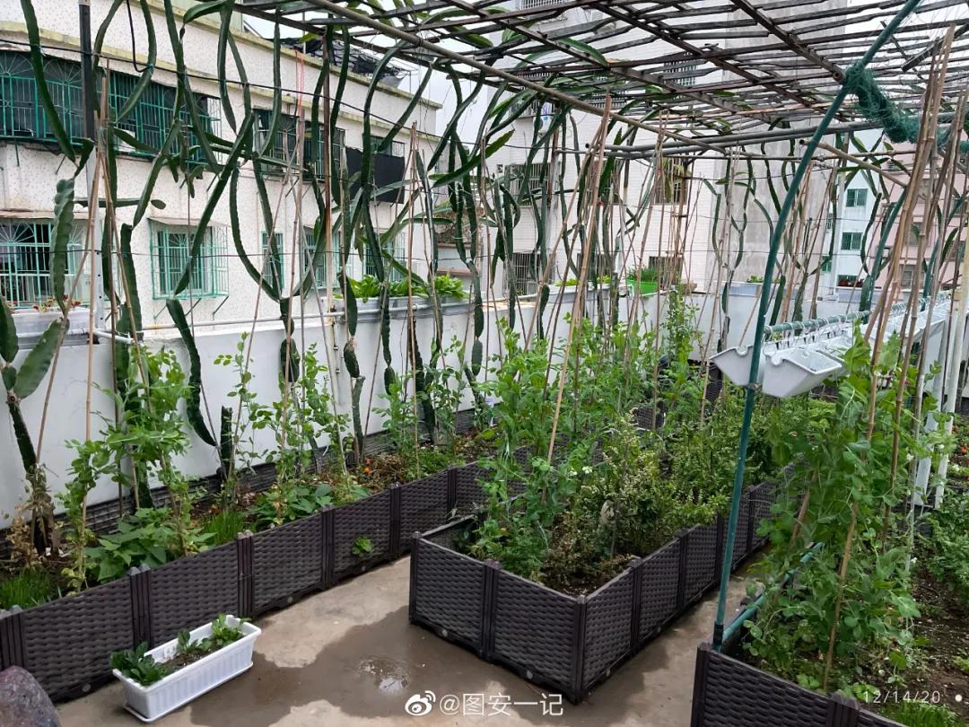 中国的种菜天赋要多离谱,中国种菜天赋惊呆外国人解说